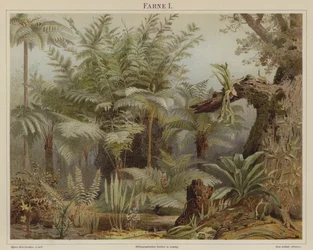 Ferns